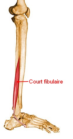 courtfibulaire